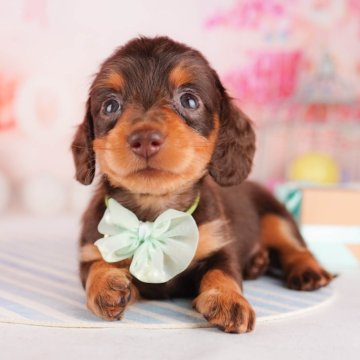 ミニチュアダックスフンド(ロング)【千葉県・男の子・2024年5月20日・チョコレート&タン】の写真「総額表示！好奇心旺盛で人が大好きな男の子✨」