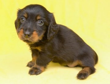 ミニチュアダックスフンド(ロング)【千葉県・男の子・2022年3月31日・ブラックタン】の写真「兄弟の中で一番小さい子です！」