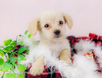 チワックス(チワワ×ダックス)【千葉県・女の子・2020年11月1日・クリーム】の写真「飛び出すかわいさっ！」