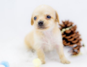 チワックス(チワワ×ダックス)【千葉県・男の子・2020年11月1日・クリーム】の写真「チワワとダックスの特徴がよく出ています！」