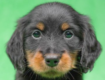 ミニチュアダックスフンド(ロング)【千葉県・男の子・2022年3月31日・ブラックタン】の写真「優しいお顔立ちの末っ子くん！」