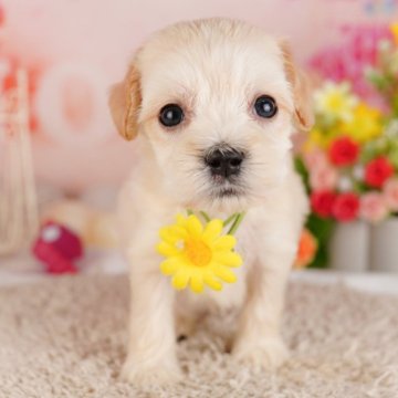 ミックス(マルチーズ×アメリカンコッカースパニエル)【千葉県・男の子・2024年6月6日・クリーム】の写真「総額表示！愛嬌満点！元気いっぱいな男の子💕🐶」