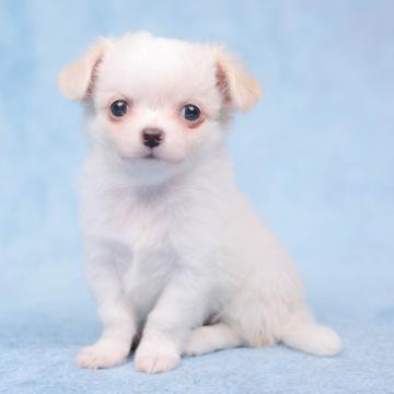 チワワ(ロング)【千葉県・男の子・2022年7月8日・クリームホワイト】の写真「綺麗なアップルヘッドくん！」
