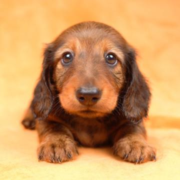 ミニチュアダックスフンド(ロング)【千葉県・男の子・2022年5月7日・シェーデッドレッド】の写真「困り顔がたまりません♡」