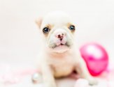 みんなの犬図鑑 千葉県で評判の良いフレンチブルドッグのブリーダー紹介 みんなの犬図鑑 千葉県で評判の良いフレンチブルドッグのブリーダー紹介