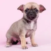 チワワ(スムース)【千葉県・女の子・2023年3月10日・フォーン】の写真1「4/18撮影(生後39日)」