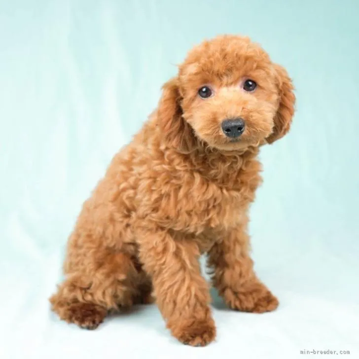 ID:2206-01521の子犬