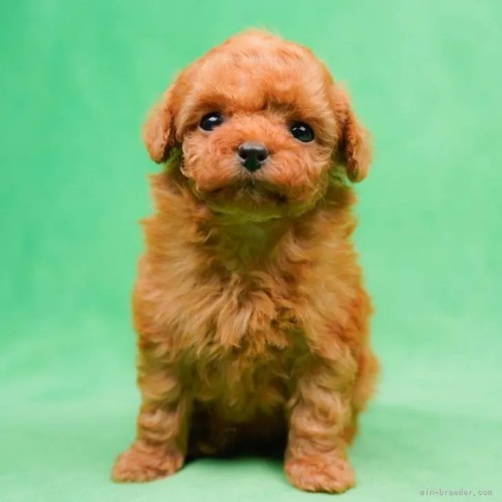 ID:2212-00408の子犬