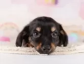 チワックス(チワワ×ダックスフンド)【千葉県・男の子・2024年4月11日・ブラック&タン】の写真2「（生後47日目）」