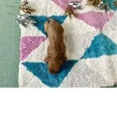 キャバプー(キャバリア×トイプードル)【福岡県・男の子・2025年11月22日・レッド&ホワイト】の写真10