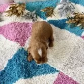 キャバプー(キャバリア×トイプードル)【福岡県・男の子・2025年11月22日・レッド&ホワイト】の写真10