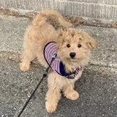 ポメプー(ポメラニアン×トイプードル)【福岡県・男の子・2025年7月31日・クリーム系】の写真13