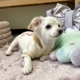 チワプー【福岡県・男の子・2025年8月6日・クリーム系】の写真10