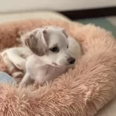 チワプー【福岡県・男の子・2025年8月6日・クリーム系】の写真5