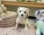チワプー【福岡県・男の子・2025年8月6日・クリーム系】の写真14