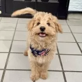 ポメプー(ポメラニアン×トイプードル)【福岡県・男の子・2025年7月31日・クリーム系】の写真10