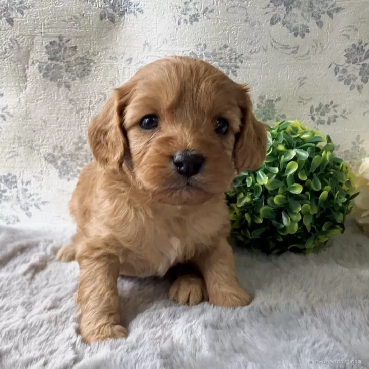 E.G 様のお迎えした子犬
