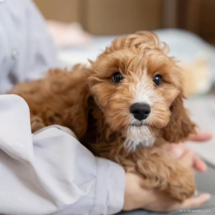 ID:2411-05830の子犬