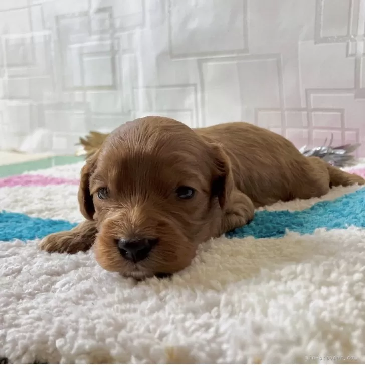 キャバプー(キャバリア×トイプードル)【福岡県・男の子・2025年11月22日・レッド&amp;ホワイト】の写真1