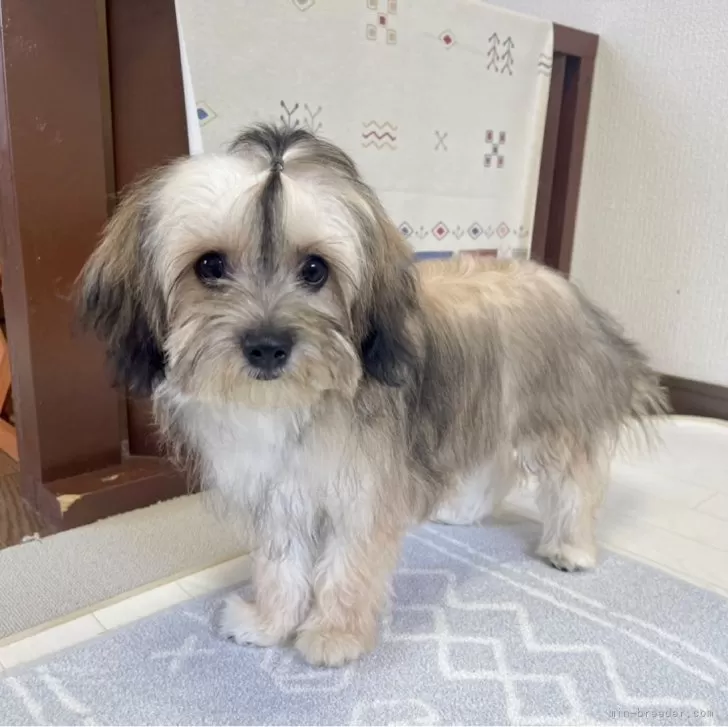 ポメチワーズ【福岡県・男の子・2025年5月11日・アッシュ系】の写真1