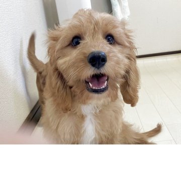 キャバプー(トイプードル×キャバリア)【福岡県・男の子・2025年4月13日・レッド】の写真「キャバプー次男君です(о´∀`о) 母犬ミルク」