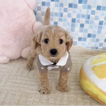 ポメプー(ポメラニアン×トイプードル)【福岡県・男の子・2025年7月31日・クリーム系】の写真「ポメプー次男君です(*^^*)」