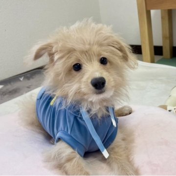 ポメプー(ポメラニアン×トイプードル)【福岡県・女の子・2025年7月31日・クリーム系】の写真「ポメプー長女ちゃんです(*^_^*)」