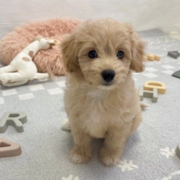ポメプー(トイプードル×ポメラニアン)【福岡県・女の子・2025年8月9日・ゴールド系】の写真「ポメプー長女ちゃんです(^_^*)  母犬アラレ」