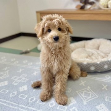 ポメプー(ポメラニアン×トイプードル)【福岡県・男の子・2025年7月31日・クリーム系】の写真「ポメプー次男君です(*^^*)」