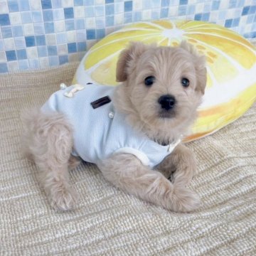 ポメプー(ポメラニアン×トイプードル)【福岡県・男の子・2025年7月31日・クリーム系】の写真「ポメプー三男君です(*´-`)」