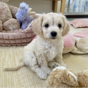 チワペキプー【福岡県・男の子・2025年9月14日・クリーム】の写真「チワワよりの次男君です(*^ω^*)」