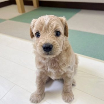 ポメプー(ポメラニアン×トイプードル)【福岡県・男の子・2025年7月31日・クリーム系】の写真「ポメプー次男君です(*^^*)」