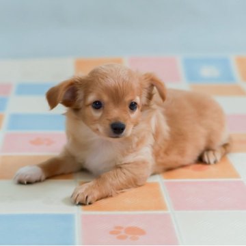 チワプー【福岡県・女の子・2025年8月6日・アプリコット】の写真「チワプー長女ちゃんです(^o^)」