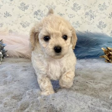 チワペキプー【福岡県・男の子・2025年9月14日・クリーム】の写真「イケメンな長男君です(*´꒳`*)」