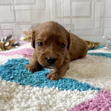 キャバプー(キャバリア×トイプードル)【福岡県・女の子・2025年11月22日・レッド&ホワイト】の写真「キャバプー次女ちゃん(*´꒳`*)母犬モカ」