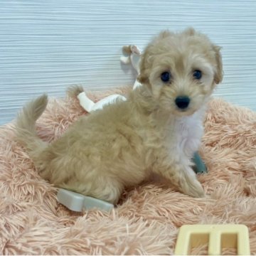 ポメプー(トイプードル×ポメラニアン)【福岡県・女の子・2025年8月9日・クリーム系】の写真「ポメプー次女ちゃんです(*^^*) 母犬アラレ」
