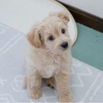 ポメプー(ポメラニアン×トイプードル)【福岡県・男の子・2025年7月31日・クリーム系】の写真「ポメプー三男君です(*´-`)」