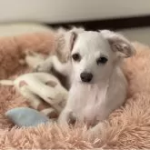 チワプー【福岡県・男の子・2025年8月6日・クリーム系】の写真1