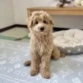 ポメプー(ポメラニアン×トイプードル)【福岡県・男の子・2025年7月31日・クリーム系】の写真1