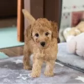 ミニチュアプードル