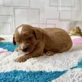 キャバプー(キャバリア×トイプードル)【福岡県・男の子・2025年11月22日・レッド&ホワイト】の写真3