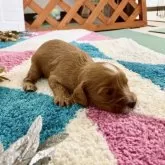 キャバプー(キャバリア×トイプードル)【福岡県・男の子・2025年11月22日・レッド&ホワイト】の写真4