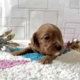 キャバプー(キャバリア×トイプードル)【福岡県・男の子・2025年11月22日・レッド&ホワイト】の写真5