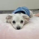 チワプー【福岡県・男の子・2025年8月6日・クリーム系】の写真8