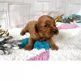 キャバプー(キャバリア×トイプードル)【福岡県・男の子・2025年11月22日・レッド&ホワイト】の写真6