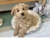 ポメプー(ポメラニアン×トイプードル)【福岡県・男の子・2025年7月31日・クリーム系】の写真8