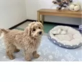 ポメプー(ポメラニアン×トイプードル)【福岡県・男の子・2025年7月31日・クリーム系】の写真3