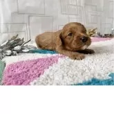 キャバプー(キャバリア×トイプードル)【福岡県・男の子・2025年11月22日・レッド&ホワイト】の写真8