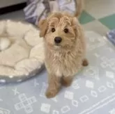 ポメプー(ポメラニアン×トイプードル)【福岡県・男の子・2025年7月31日・クリーム系】の写真2