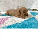 キャバプー(キャバリア×トイプードル)【福岡県・男の子・2025年11月22日・レッド&ホワイト】の写真9